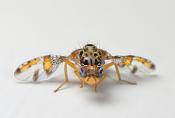 middellandse zeevlieg (Ceratitis capitata) 5-2014 9822